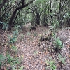 Plants: image 125 Of 208 Thumb